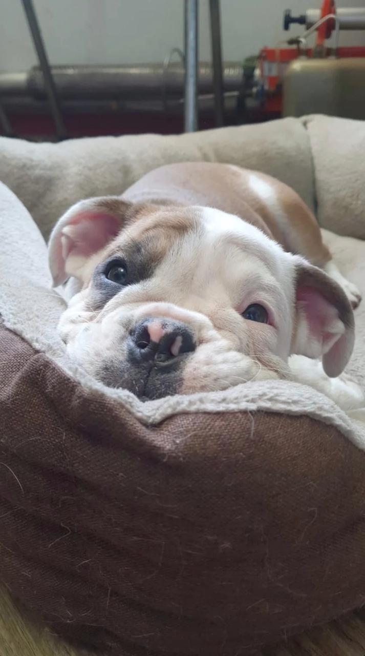 Suite cómoda de hotel canino