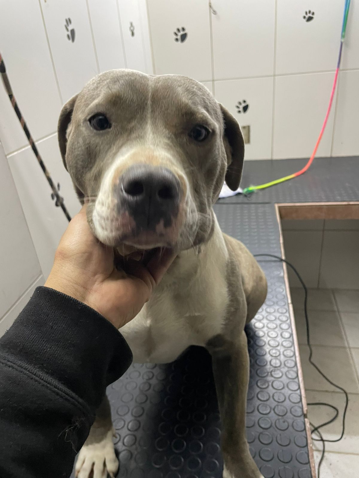 Perro feliz bañado en Lavacan