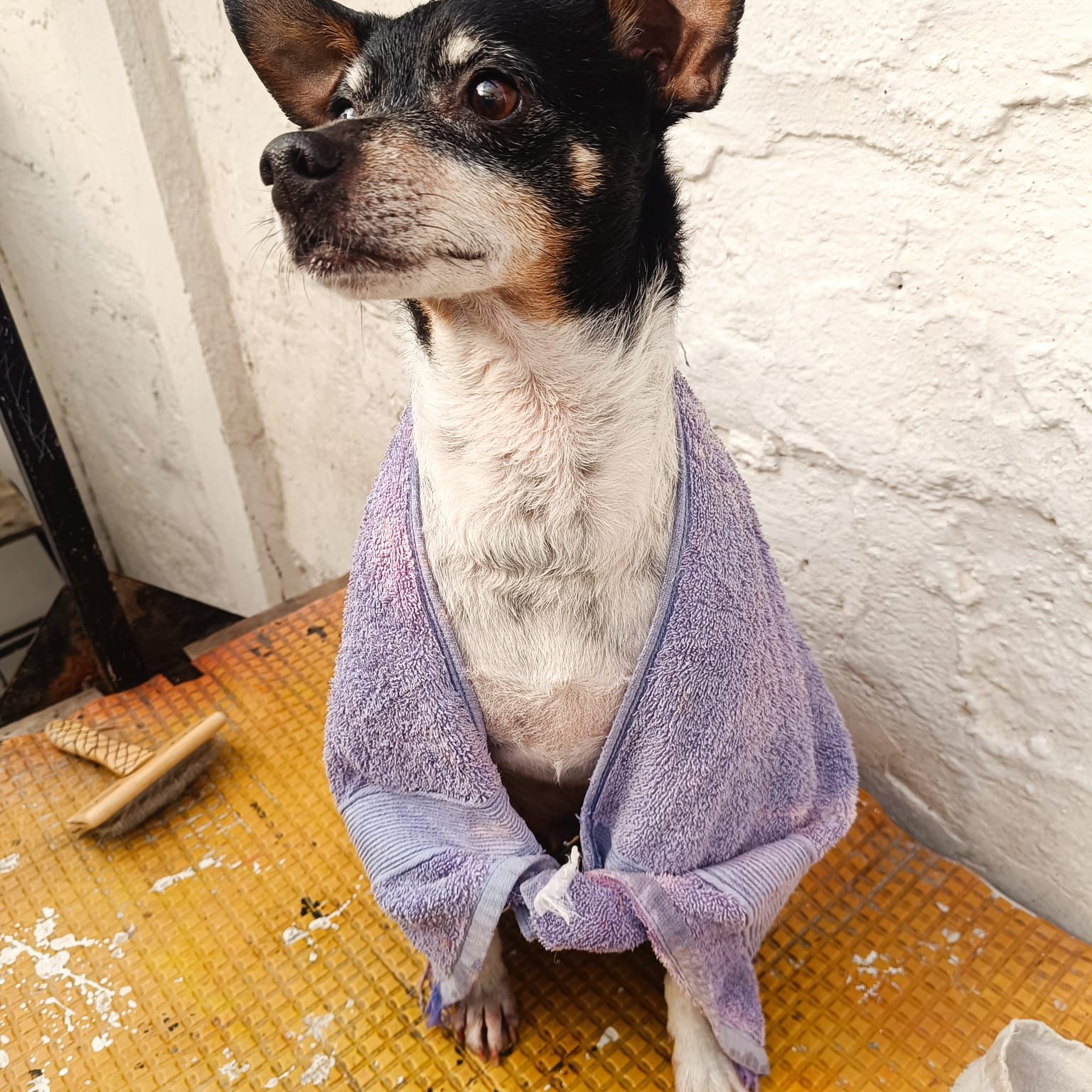 Perro feliz bañado en Lavacan
