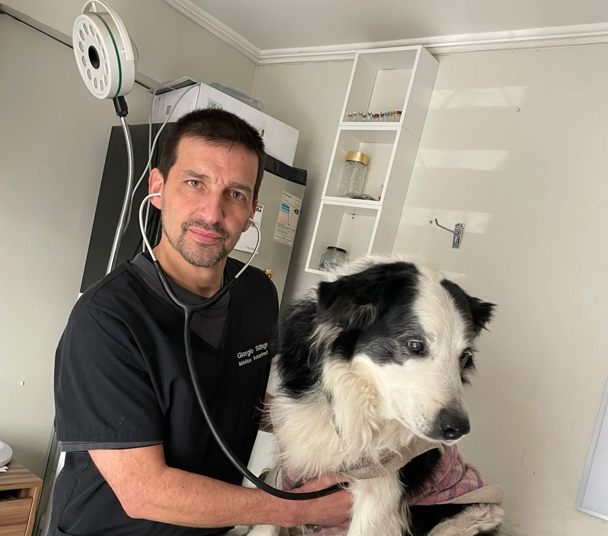 Veterinario examinando a un perro